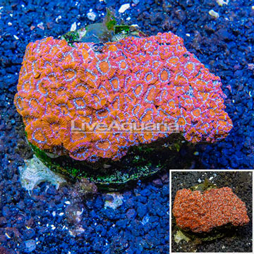 Acan Lord Coral Indonesia