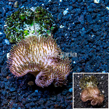 Toadstool Mushroom Leather Coral Fiji