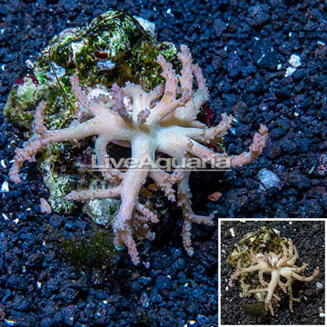 Sinularia Leather Coral Indonesia