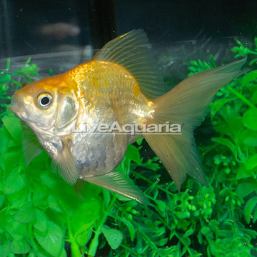 Gold Ryukin Goldfish