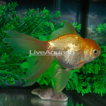 Gold Ryukin Goldfish