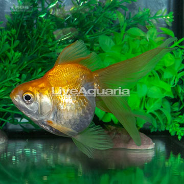 Gold Ryukin Goldfish