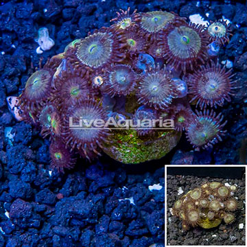 LiveAquaria® Cultured Zoanthus Coral