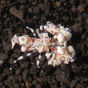  Harlequin Shrimp, Male