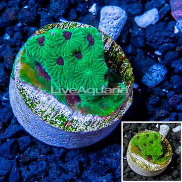 LiveAquaria® Cultured Favia Brain Coral