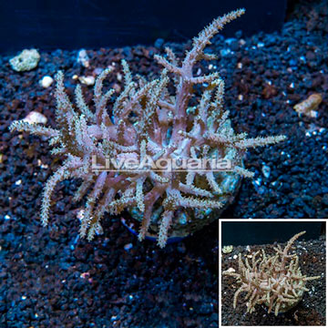 Sinularia Leather Coral Indonesia