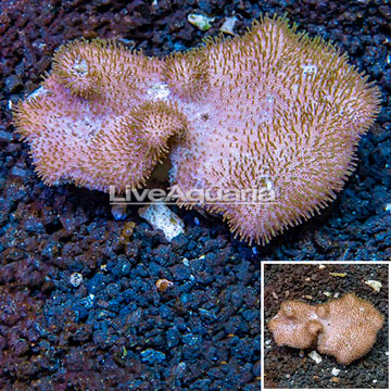 Toadstool Mushroom Leather Coral Vietnam