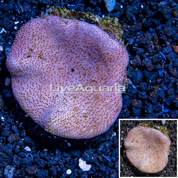 Toadstool Leather Coral Vietnam