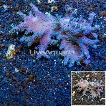 Sinularia Leather Coral Vietnam