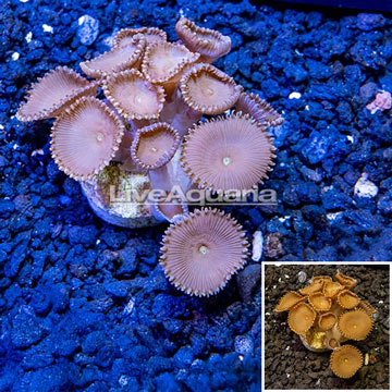 LiveAquaria® Cultured Protopalythoa Polyps 