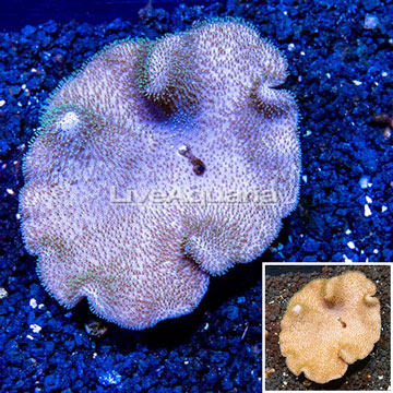 Toadstool Mushroom Leather Coral Vietnam