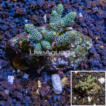 Acropora Coral Indonesia 