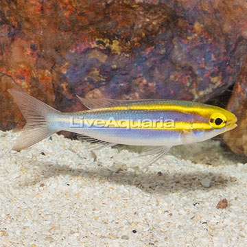 Whiptail Threadfin Bream