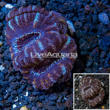 LiveAquaria® Cultured Acan Lord Coral 