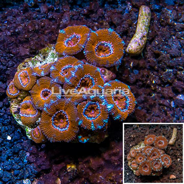 Acan Lord Coral Australia