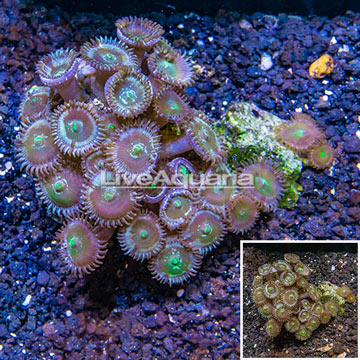 Zoanthus Coral Africa