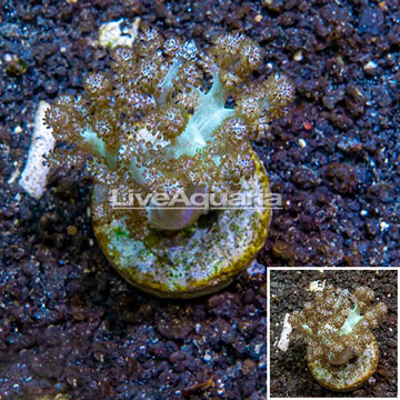 Pineapple Tree Coral Indonesia