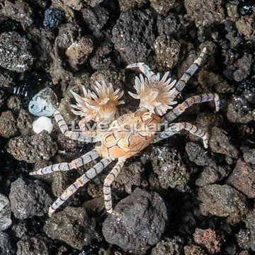 Pom Pom Anemone Crab 