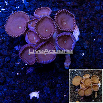 LiveAquaria® Cultured Protopalythoa Coral