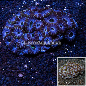 Acan Lord Coral Australia