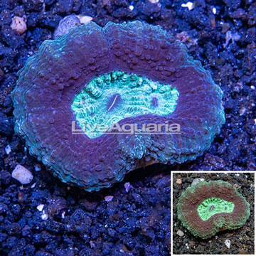 Lobed Brain Coral Australia