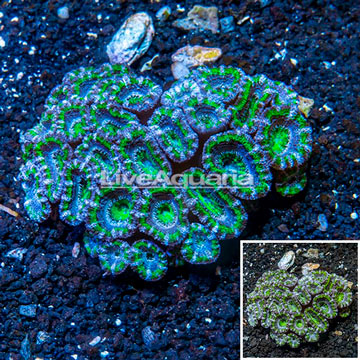 Acan Lord Coral Australia