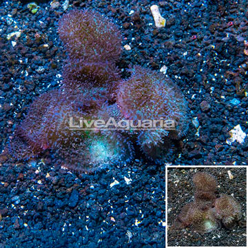 Lavender Mushroom Coral Africa