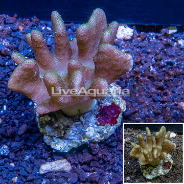 Devil's Hand Leather Coral Indonesia