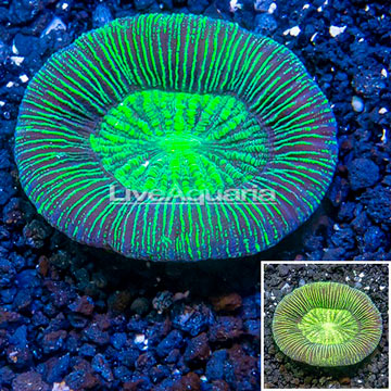 Open Brain Coral Australia