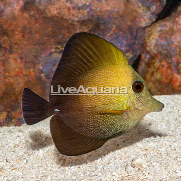 Scopas Tang