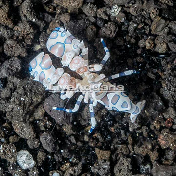 Harlequin Shrimp