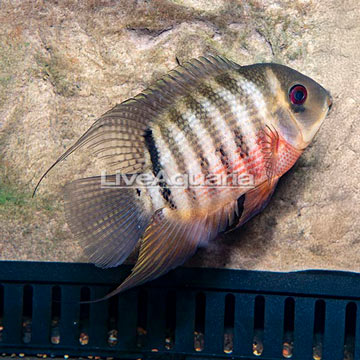 Tiger Severum Curare Cichlid