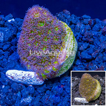 LiveAquaria® Cultured Orange Leptastrea Coral