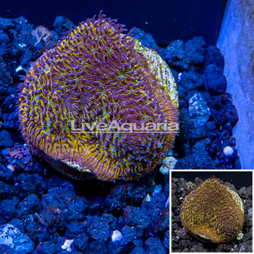 LiveAquaria® Cultured Pavona Coral