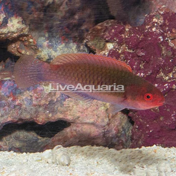 Blueside Fairy Wrasse.