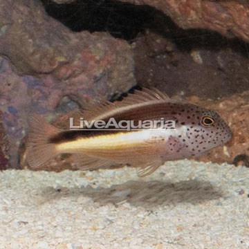 Freckled Hawkfish 