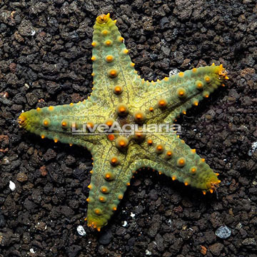 Green Knobby Sea Star