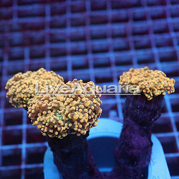 Branching Orange Frogspawn Coral Solomon