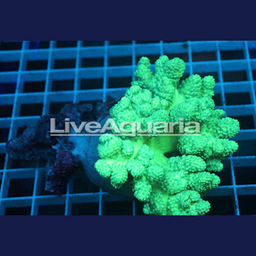 Pineapple Tree Coral Solomon