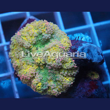 Ricordea Mushroom Coral Solomon