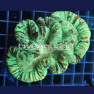 Open Brain Coral Solomon
