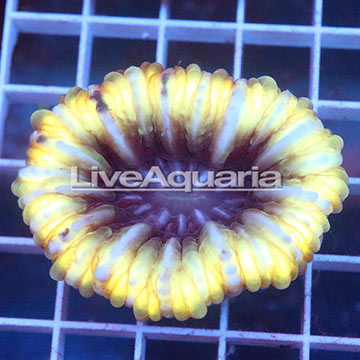 Cynarina Button Coral Solomon