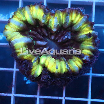 Cynarina Button Coral Solomon
