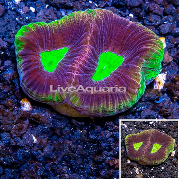 LiveAquaria® Cultured Favia Coral