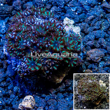 Blue Sympodium Coral Indonesia