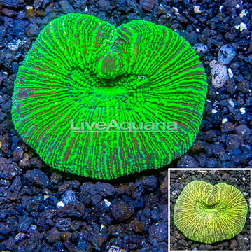 Open Brain Coral Australia