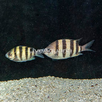 Sergeant Major Damselfish,Pair