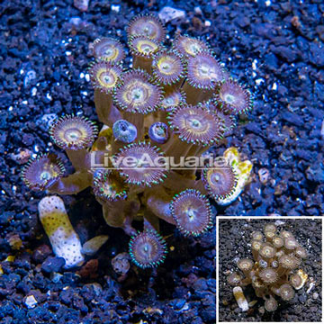 Zoanthus Coral Indonesia