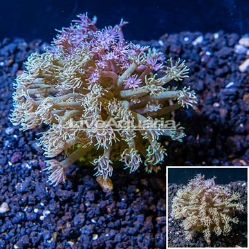 Goniopora Coral Indonesia