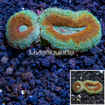 Lobed Brain Coral Australia